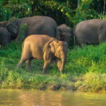 Kinabatangan River Trip from Sandakan with Lunch Included - A Detailed Look at the Kinabatangan River Experience