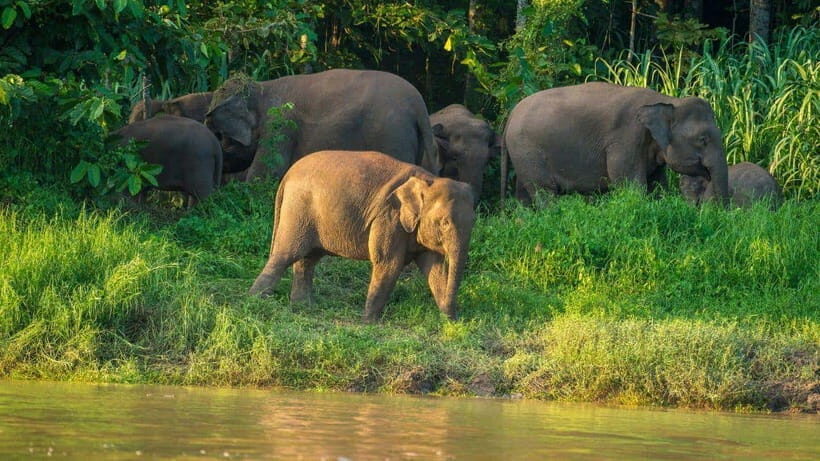 Kinabatangan River Trip from Sandakan with Lunch Included - A Detailed Look at the Kinabatangan River Experience