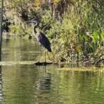 Kings Bay Manatee Watching Cruise - Final Thoughts