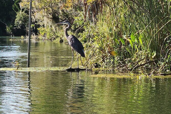 Kings Bay Manatee Watching Cruise - Final Thoughts