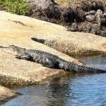 Kissimmee, St. Cloud Self Guided Lakefront Tour on eBike (4 hrs.) - The Heart of the Tour: Downtown St. Cloud