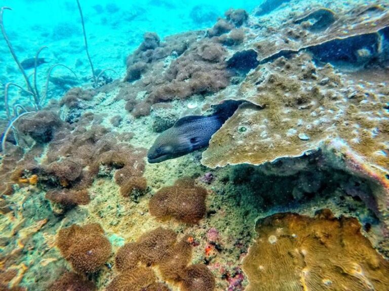 Ko Lanta: 4 Islands Snorkeling Tour by Longtail Boat - What It Feels Like to Be on This Tour