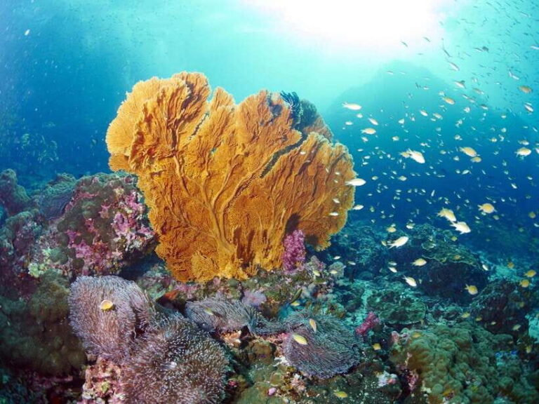 Ko Lanta: Amazing 4-Islands Snorkeling Day Trip w/ Lunch - Practical Information and Final Thoughts