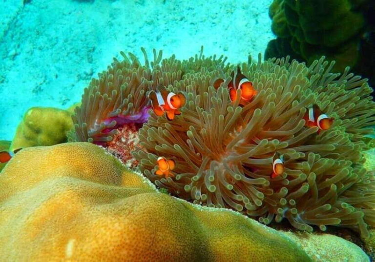 Ko Lanta: Full-Day Snorkel Trip to Phi Phi & Bamboo Islands - A Detailed Look at the Tour Experience