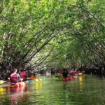 Ko Lanta: Half-Day Mangrove Kayaking Tour with Lunch - Practical Tips for Travelers