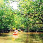 Ko Lanta: Mangrove Kayaking with Lunch and Hotel Transfer - Authentic Traveler Feedback