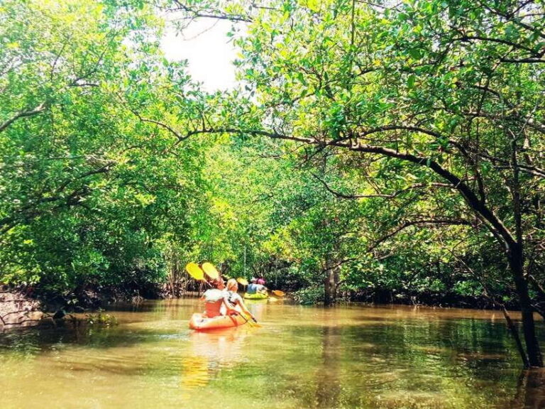 Ko Lanta: Mangrove Kayaking with Lunch and Hotel Transfer - Authentic Traveler Feedback
