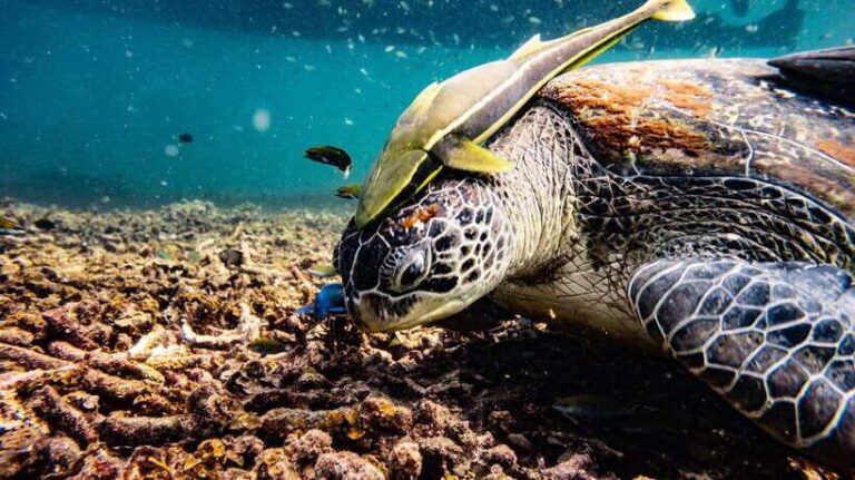 Ko Tao: Morning Trip to Ko Nangyuans Serene Oasis by Oxygen - The Itinerary in Detail