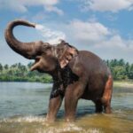 Kochi:- 03 Days Periyar Wildlife With Mararikulam Beach Tour - In-Depth Review