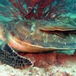 Koh Chang: Half-Day Snorkeling Adventure on a Speedboat - What Makes This Tour Stand Out?