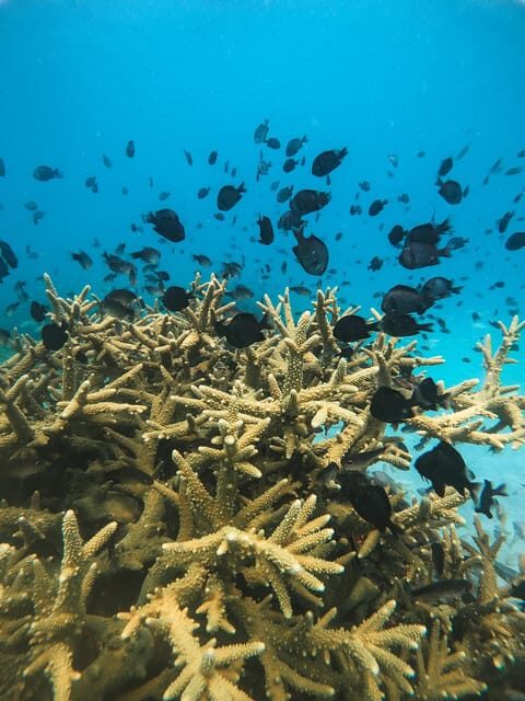 Koh Kood or Koh Rang: Snorkeling trip with lunch & transfer - Practical Details & Considerations