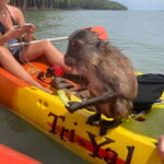 Koh Lanta: Amazon Mangrove Kayaking Tour With Lunch - A Close Look at the Koh Lanta Mangrove Kayaking Tour