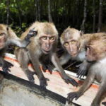 Koh Lanta: Paddle Mangrove Maze & Conquer Sea Cave Secrets - A Detailed Look at the Koh Lanta Kayaking Tour