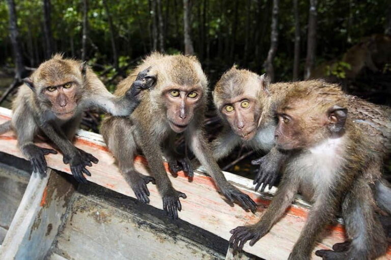 Koh Lanta: Paddle Mangrove Maze & Conquer Sea Cave Secrets - A Detailed Look at the Koh Lanta Kayaking Tour