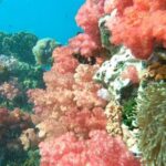 Koh Lipe: Longtail Boat Snorkeling Trip Program A - The Sum Up