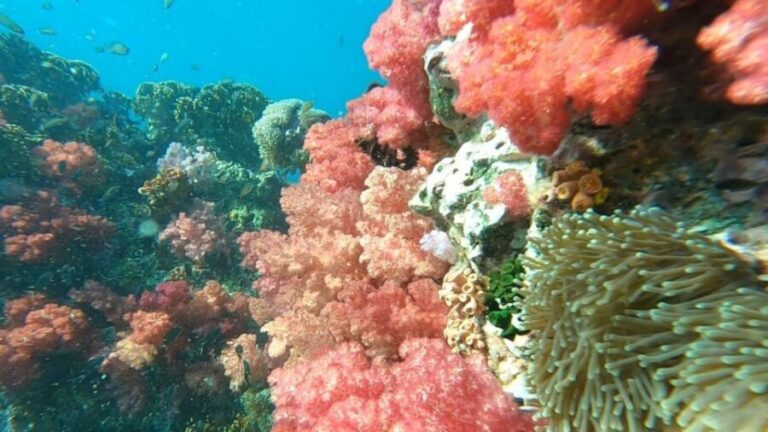 Koh Lipe: Longtail Boat Snorkeling Trip Program A - The Sum Up