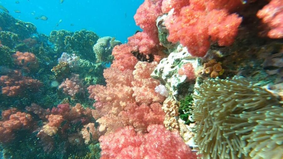 Koh Lipe: Longtail Boat Snorkeling Trip Program A - The Sum Up