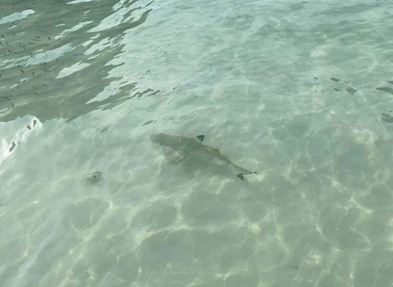 Koh Phi Phi: Halfday Maya Bay Sunset & Plankton by Speedboat - Who Should Consider This Tour?