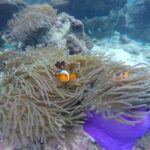 Koh Phi Phi: Maya Bay Private Longtail Boat Tour - Who Should Consider This Tour?