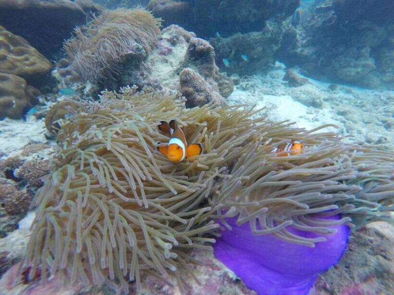 Koh Phi Phi: Maya Bay Private Longtail Boat Tour - Who Should Consider This Tour?