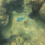 Koh Rong Snorkeling Tour (Private) - Authentic Experiences and Traveler Insights