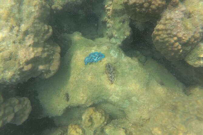 Koh Rong Snorkeling Tour (Private) - Authentic Experiences and Traveler Insights