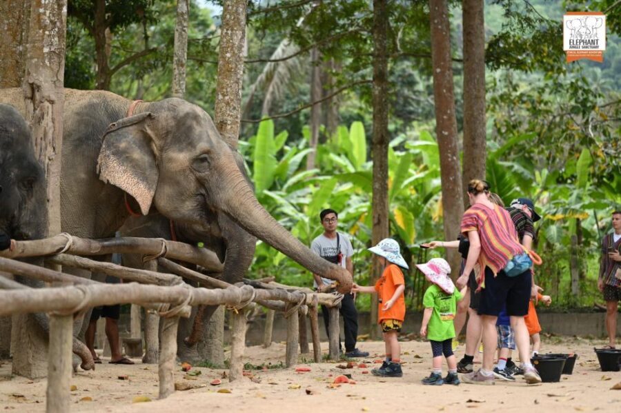 Koh Samui: Elephant Sanctuary Entry and Feeding Experience - How the tour is structured