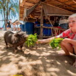 Koh Samui: Pig Island Day Tour by Speedboat - A Closer Look at the Experience