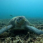 Koh Tao: Snorkeling and Sunset Tour - Who Will Enjoy This Tour?