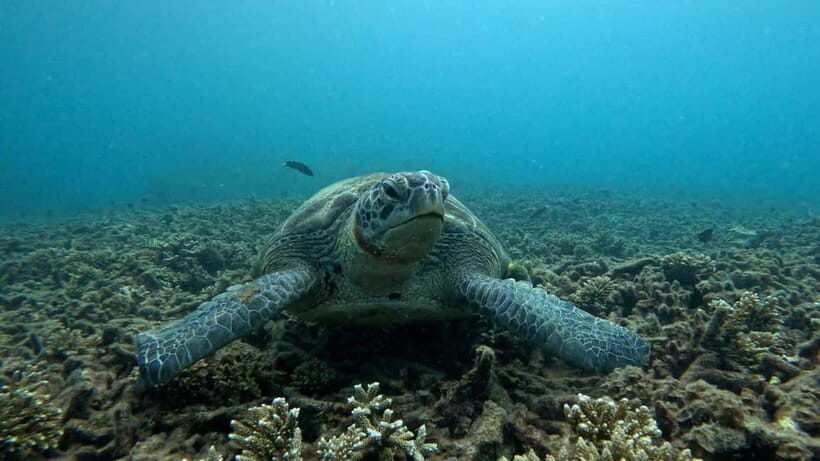 Koh Tao: Snorkeling and Sunset Tour - Who Will Enjoy This Tour?