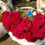 Kolkata: Half-Day Morning Tour w/ Flower Market - Detailed Breakdown of the Tour