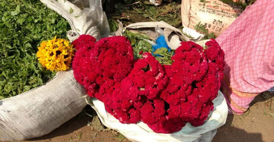 Kolkata: Half-Day Morning Tour w/ Flower Market - Detailed Breakdown of the Tour