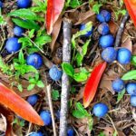 Kona Cloud Forest and Coffee Tour with Sea Turtle Beach Visit - A Closer Look at the Kona Cloud Forest and Coffee Tour