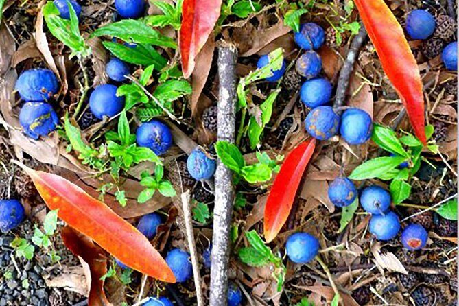 Kona Cloud Forest and Coffee Tour with Sea Turtle Beach Visit - A Closer Look at the Kona Cloud Forest and Coffee Tour