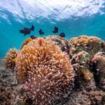 Kota Kinabalu Leisure Scuba Diving Trip (3 Dives) - What the Reviewers Say