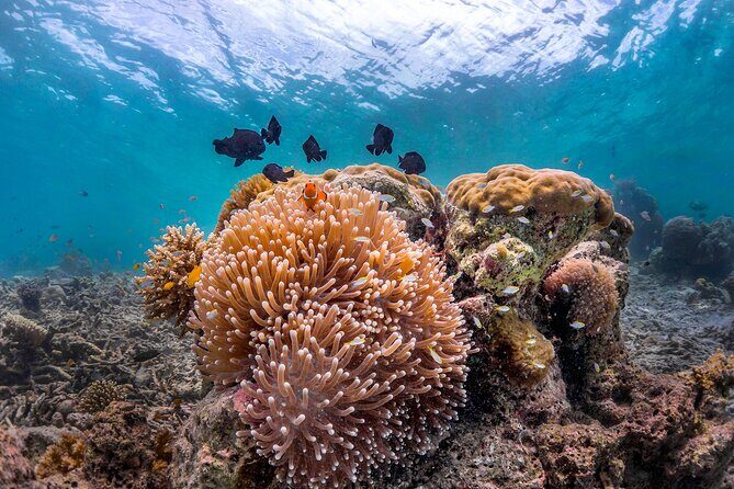 Kota Kinabalu Leisure Scuba Diving Trip (3 Dives) - What the Reviewers Say