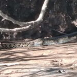 Kota Kinabalu: Mari Mari Village & Bongawan Cruise Package - Who Will Love This Tour?