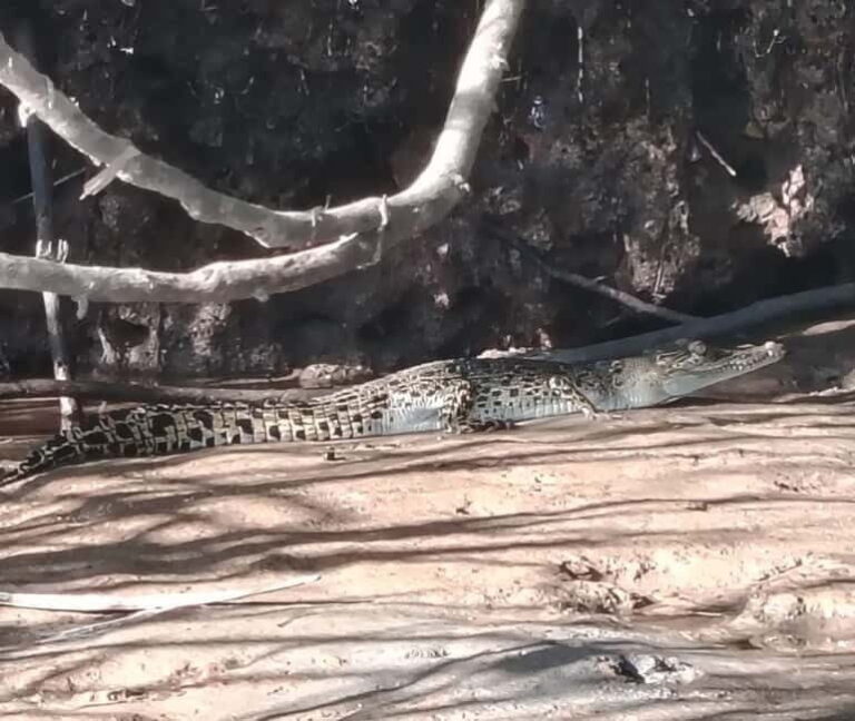 Kota Kinabalu: Mari Mari Village & Bongawan Cruise Package - Who Will Love This Tour?