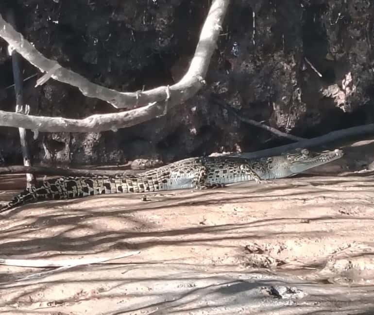 Kota Kinabalu: Mari Mari Village & Bongawan Cruise Package - Who Will Love This Tour?