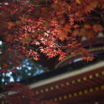 Koyasan: A Mysterious Meditation Journey - Who Should Consider This Tour?