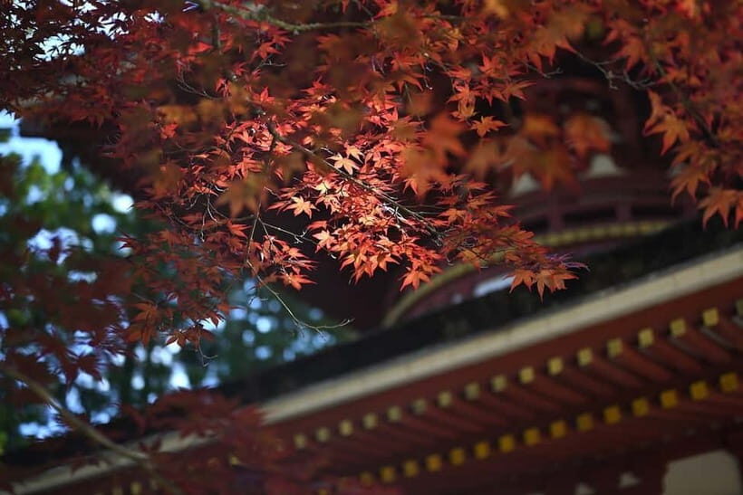Koyasan: A Mysterious Meditation Journey - Who Should Consider This Tour?
