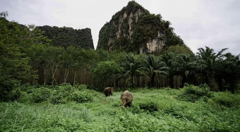 Krabi: Ethical Elephant Sanctuary & Tiger Cave Temple Tour - Climbing to Tiger Cave Temple