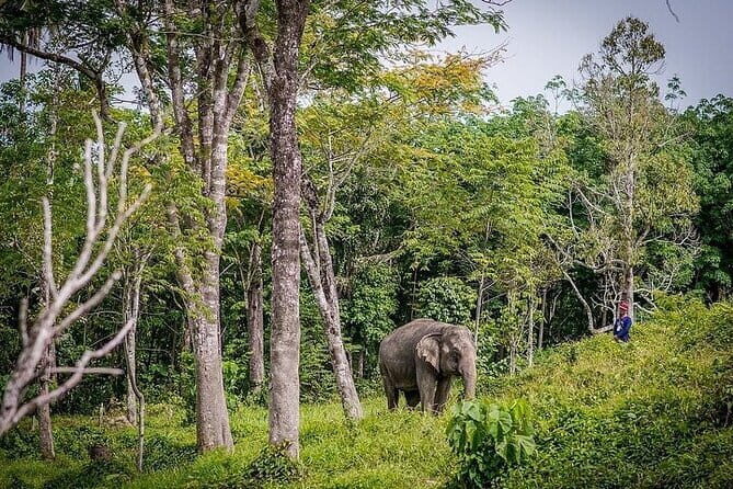 Krabi Immersive Elephant Sanctuary Experience - In-Depth Review: What You Can Expect from the Krabi Elephant Sanctuary Experience