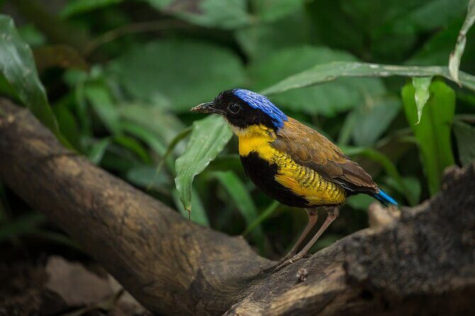 Krabi Jungle Adventure: Emerald Pool, Hot Springs & ATV - The Sum Up