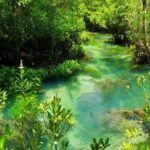 Krabi Jungle Tour:Krabi Hot Springs Waterfall,Emerald Pool and Tiger Cave Temple - A Detailed Look at the Krabi Jungle Tour