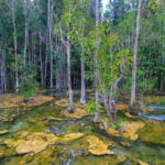 Krabi Outback Explorer to Emerald Pool & Wareerak Hotspring - A Detailed Dive into the Krabi Outback Explorer Tour