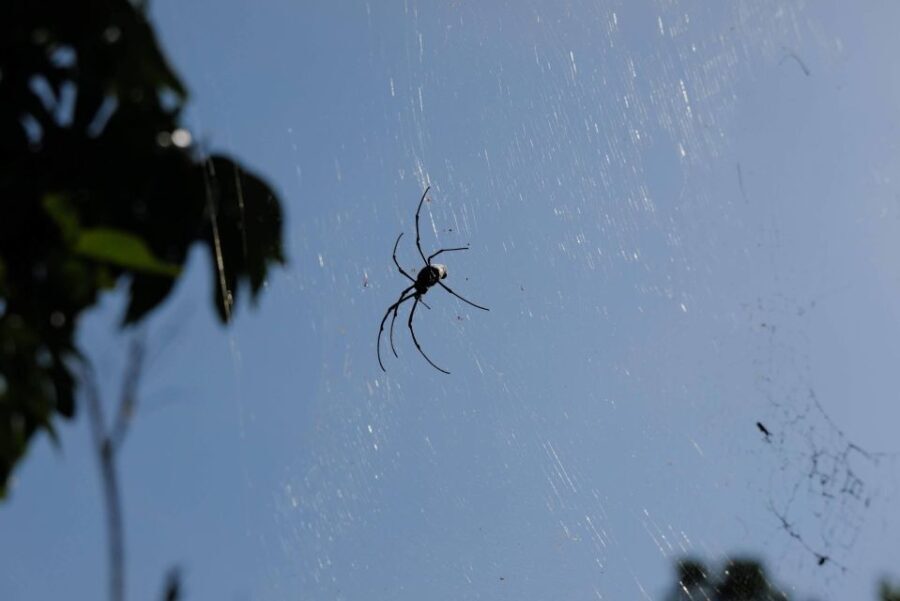 Krabi Outback Explorer with Visit of Tiger Cave Temple - Who Should Consider This Tour?