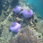 Krabi: Tropical Sunset Odyssey - 7 Islands Longtail Cruise - Frequently Asked Questions