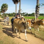 Kratie: Koh Trong Island Cycle Tour with Snacks - Is This Tour Worth It? The Value Perspective