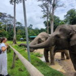 Kuala Lumpur: Batu Caves & Kuala Gandah Elephant Sanctuary - Who Is This Tour Perfect For?